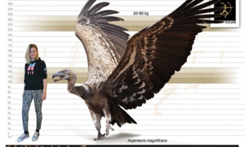 【桔饼怎么吃法】桔饼的10个经典吃法 - 桔饼吃法网